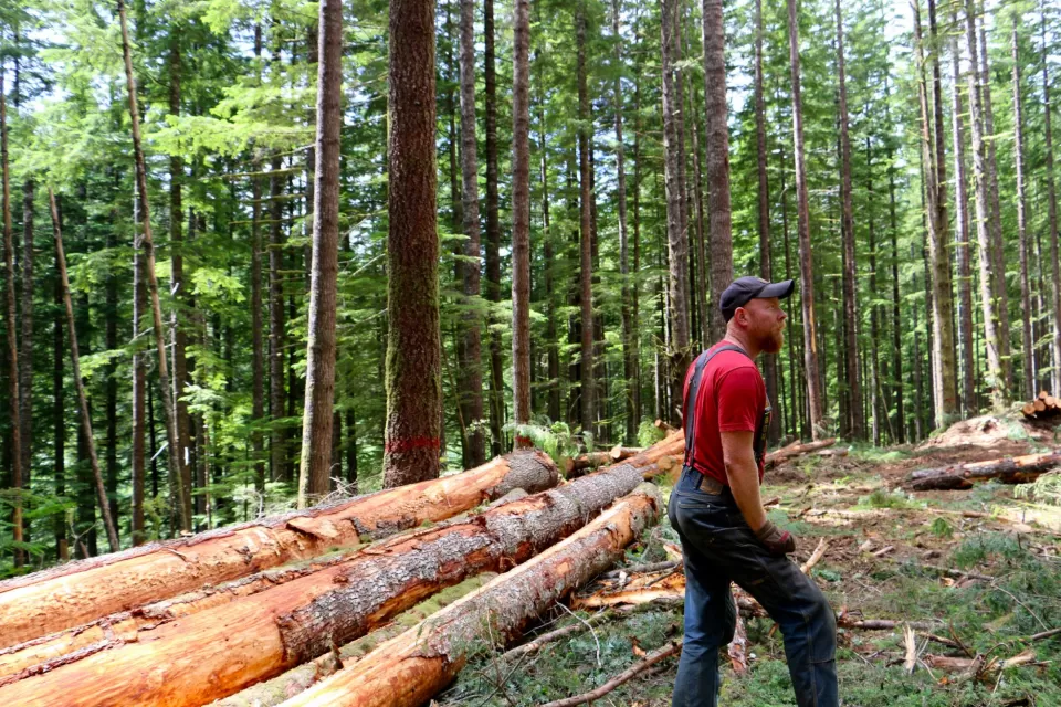 Timber Production